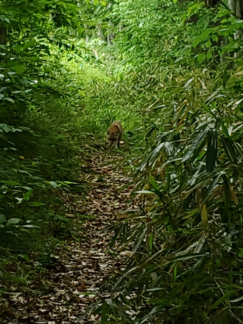 【画像】イタチとかいう動物を見たことあるやつ、存在しないww | 【画像】イタチとかいう動物を見たことあるやつ、存在しないww | 【画像】イタチとかいう動物を見たことあるやつ、存在しないww | 【画像】イタチとかいう動物を見たことあるやつ、存在しないww | 【画像】イタチとかいう動物を見たことあるやつ、存在しないww | 【画像】イタチとかいう動物を見たことあるやつ、存在しないww | 【画像】イタチとかいう動物を見たことあるやつ、存在しないww | 【画像】イタチとかいう動物を見たことあるやつ、存在しないww | 【画像】イタチとかいう動物を見たことあるやつ、存在しないww | 【画像】イタチとかいう動物を見たことあるやつ、存在しないww | 【画像】イタチとかいう動物を見たことあるやつ、存在しないww | 【画像】イタチとかいう動物を見たことあるやつ、存在しないww | 【画像】イタチとかいう動物を見たことあるやつ、存在しないww | やっちまった速報(画像24042529977344_13)
