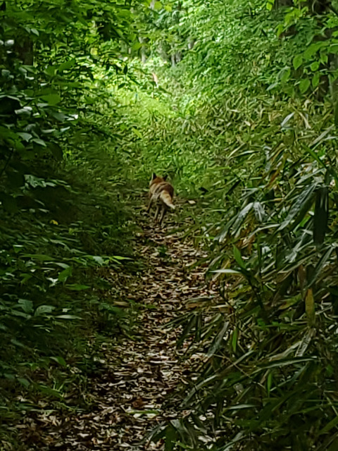 【画像】イタチとかいう動物を見たことあるやつ、存在しないww | 【画像】イタチとかいう動物を見たことあるやつ、存在しないww | 【画像】イタチとかいう動物を見たことあるやつ、存在しないww | 【画像】イタチとかいう動物を見たことあるやつ、存在しないww | 【画像】イタチとかいう動物を見たことあるやつ、存在しないww | 【画像】イタチとかいう動物を見たことあるやつ、存在しないww | 【画像】イタチとかいう動物を見たことあるやつ、存在しないww | 【画像】イタチとかいう動物を見たことあるやつ、存在しないww | 【画像】イタチとかいう動物を見たことあるやつ、存在しないww | 【画像】イタチとかいう動物を見たことあるやつ、存在しないww | 【画像】イタチとかいう動物を見たことあるやつ、存在しないww | 【画像】イタチとかいう動物を見たことあるやつ、存在しないww | 【画像】イタチとかいう動物を見たことあるやつ、存在しないww | 【画像】イタチとかいう動物を見たことあるやつ、存在しないww | やっちまった速報(画像24042530472504_14)
