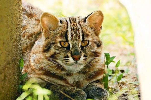【画像】イタチとかいう動物を見たことあるやつ、存在しないww | 【画像】イタチとかいう動物を見たことあるやつ、存在しないww | 【画像】イタチとかいう動物を見たことあるやつ、存在しないww | 【画像】イタチとかいう動物を見たことあるやつ、存在しないww | 【画像】イタチとかいう動物を見たことあるやつ、存在しないww | 【画像】イタチとかいう動物を見たことあるやつ、存在しないww | 【画像】イタチとかいう動物を見たことあるやつ、存在しないww | 【画像】イタチとかいう動物を見たことあるやつ、存在しないww | 【画像】イタチとかいう動物を見たことあるやつ、存在しないww | 【画像】イタチとかいう動物を見たことあるやつ、存在しないww | 【画像】イタチとかいう動物を見たことあるやつ、存在しないww | 【画像】イタチとかいう動物を見たことあるやつ、存在しないww | 【画像】イタチとかいう動物を見たことあるやつ、存在しないww | 【画像】イタチとかいう動物を見たことあるやつ、存在しないww | 【画像】イタチとかいう動物を見たことあるやつ、存在しないww | 【画像】イタチとかいう動物を見たことあるやつ、存在しないww | やっちまった速報(画像24042531427533_16)