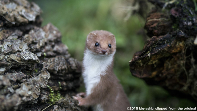 【画像】イタチとかいう動物を見たことあるやつ、存在しないww | 【画像】イタチとかいう動物を見たことあるやつ、存在しないww | 【画像】イタチとかいう動物を見たことあるやつ、存在しないww | 【画像】イタチとかいう動物を見たことあるやつ、存在しないww | 【画像】イタチとかいう動物を見たことあるやつ、存在しないww | やっちまった速報(画像24042525648537_5)