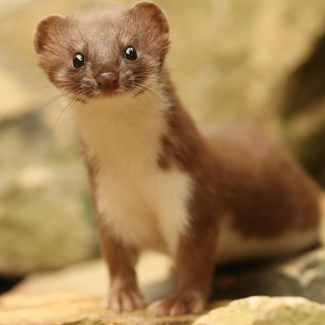 【画像】イタチとかいう動物を見たことあるやつ、存在しないww | 【画像】イタチとかいう動物を見たことあるやつ、存在しないww | 【画像】イタチとかいう動物を見たことあるやつ、存在しないww | 【画像】イタチとかいう動物を見たことあるやつ、存在しないww | 【画像】イタチとかいう動物を見たことあるやつ、存在しないww | 【画像】イタチとかいう動物を見たことあるやつ、存在しないww | やっちまった速報(画像24042526345843_6)