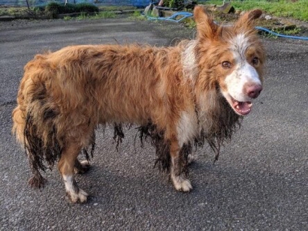 【画像】捨て犬の軍団、山で野生化してしまうｗｗｗｗｗｗｗ | 【画像】捨て犬の軍団、山で野生化してしまうｗｗｗｗｗｗｗ | 【画像】捨て犬の軍団、山で野生化してしまうｗｗｗｗｗｗｗ | 【画像】捨て犬の軍団、山で野生化してしまうｗｗｗｗｗｗｗ | 【画像】捨て犬の軍団、山で野生化してしまうｗｗｗｗｗｗｗ | 【画像】捨て犬の軍団、山で野生化してしまうｗｗｗｗｗｗｗ | 【画像】捨て犬の軍団、山で野生化してしまうｗｗｗｗｗｗｗ | 【画像】捨て犬の軍団、山で野生化してしまうｗｗｗｗｗｗｗ | 【画像】捨て犬の軍団、山で野生化してしまうｗｗｗｗｗｗｗ | 【画像】捨て犬の軍団、山で野生化してしまうｗｗｗｗｗｗｗ | 【画像】捨て犬の軍団、山で野生化してしまうｗｗｗｗｗｗｗ | やっちまった速報(画像24072514368509_11)