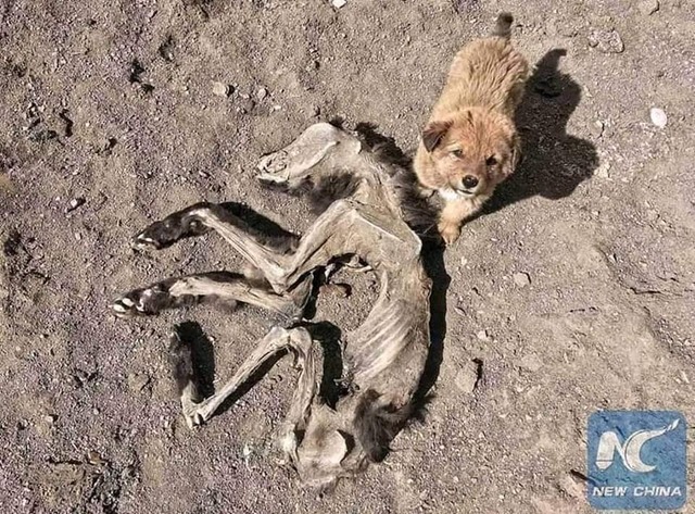 【画像】捨て犬の軍団、山で野生化してしまうｗｗｗｗｗｗｗ | 【画像】捨て犬の軍団、山で野生化してしまうｗｗｗｗｗｗｗ | 【画像】捨て犬の軍団、山で野生化してしまうｗｗｗｗｗｗｗ | 【画像】捨て犬の軍団、山で野生化してしまうｗｗｗｗｗｗｗ | 【画像】捨て犬の軍団、山で野生化してしまうｗｗｗｗｗｗｗ | 【画像】捨て犬の軍団、山で野生化してしまうｗｗｗｗｗｗｗ | 【画像】捨て犬の軍団、山で野生化してしまうｗｗｗｗｗｗｗ | 【画像】捨て犬の軍団、山で野生化してしまうｗｗｗｗｗｗｗ | 【画像】捨て犬の軍団、山で野生化してしまうｗｗｗｗｗｗｗ | 【画像】捨て犬の軍団、山で野生化してしまうｗｗｗｗｗｗｗ | 【画像】捨て犬の軍団、山で野生化してしまうｗｗｗｗｗｗｗ | 【画像】捨て犬の軍団、山で野生化してしまうｗｗｗｗｗｗｗ | 【画像】捨て犬の軍団、山で野生化してしまうｗｗｗｗｗｗｗ | 【画像】捨て犬の軍団、山で野生化してしまうｗｗｗｗｗｗｗ | やっちまった速報(画像24072515748464_14)