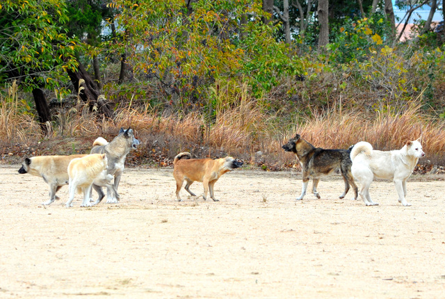 【画像】捨て犬の軍団、山で野生化してしまうｗｗｗｗｗｗｗ | 【画像】捨て犬の軍団、山で野生化してしまうｗｗｗｗｗｗｗ | 【画像】捨て犬の軍団、山で野生化してしまうｗｗｗｗｗｗｗ | 【画像】捨て犬の軍団、山で野生化してしまうｗｗｗｗｗｗｗ | 【画像】捨て犬の軍団、山で野生化してしまうｗｗｗｗｗｗｗ | 【画像】捨て犬の軍団、山で野生化してしまうｗｗｗｗｗｗｗ | 【画像】捨て犬の軍団、山で野生化してしまうｗｗｗｗｗｗｗ | 【画像】捨て犬の軍団、山で野生化してしまうｗｗｗｗｗｗｗ | 【画像】捨て犬の軍団、山で野生化してしまうｗｗｗｗｗｗｗ | 【画像】捨て犬の軍団、山で野生化してしまうｗｗｗｗｗｗｗ | 【画像】捨て犬の軍団、山で野生化してしまうｗｗｗｗｗｗｗ | 【画像】捨て犬の軍団、山で野生化してしまうｗｗｗｗｗｗｗ | 【画像】捨て犬の軍団、山で野生化してしまうｗｗｗｗｗｗｗ | 【画像】捨て犬の軍団、山で野生化してしまうｗｗｗｗｗｗｗ | 【画像】捨て犬の軍団、山で野生化してしまうｗｗｗｗｗｗｗ | 【画像】捨て犬の軍団、山で野生化してしまうｗｗｗｗｗｗｗ | 【画像】捨て犬の軍団、山で野生化してしまうｗｗｗｗｗｗｗ | やっちまった速報(画像24072517065079_17)