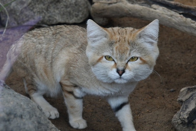 【画像】捨て犬の軍団、山で野生化してしまうｗｗｗｗｗｗｗ | 【画像】捨て犬の軍団、山で野生化してしまうｗｗｗｗｗｗｗ | 【画像】捨て犬の軍団、山で野生化してしまうｗｗｗｗｗｗｗ | 【画像】捨て犬の軍団、山で野生化してしまうｗｗｗｗｗｗｗ | 【画像】捨て犬の軍団、山で野生化してしまうｗｗｗｗｗｗｗ | 【画像】捨て犬の軍団、山で野生化してしまうｗｗｗｗｗｗｗ | 【画像】捨て犬の軍団、山で野生化してしまうｗｗｗｗｗｗｗ | 【画像】捨て犬の軍団、山で野生化してしまうｗｗｗｗｗｗｗ | 【画像】捨て犬の軍団、山で野生化してしまうｗｗｗｗｗｗｗ | 【画像】捨て犬の軍団、山で野生化してしまうｗｗｗｗｗｗｗ | 【画像】捨て犬の軍団、山で野生化してしまうｗｗｗｗｗｗｗ | 【画像】捨て犬の軍団、山で野生化してしまうｗｗｗｗｗｗｗ | 【画像】捨て犬の軍団、山で野生化してしまうｗｗｗｗｗｗｗ | 【画像】捨て犬の軍団、山で野生化してしまうｗｗｗｗｗｗｗ | 【画像】捨て犬の軍団、山で野生化してしまうｗｗｗｗｗｗｗ | 【画像】捨て犬の軍団、山で野生化してしまうｗｗｗｗｗｗｗ | 【画像】捨て犬の軍団、山で野生化してしまうｗｗｗｗｗｗｗ | 【画像】捨て犬の軍団、山で野生化してしまうｗｗｗｗｗｗｗ | やっちまった速報(画像24072517495607_18)