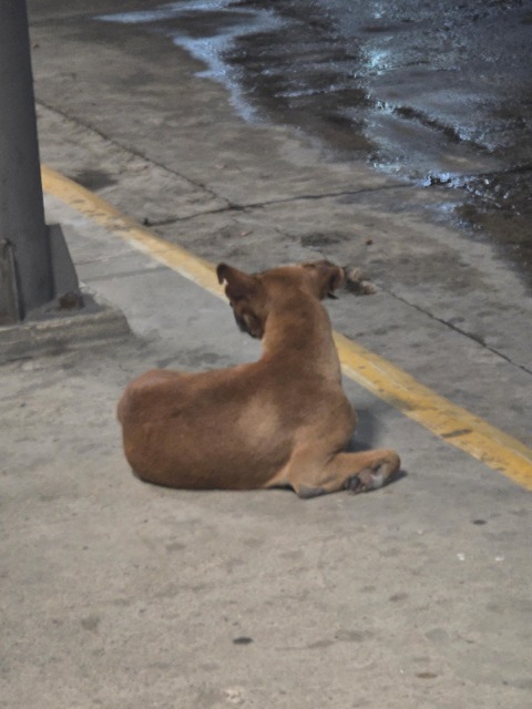 【画像】捨て犬の軍団、山で野生化してしまうｗｗｗｗｗｗｗ | 【画像】捨て犬の軍団、山で野生化してしまうｗｗｗｗｗｗｗ | 【画像】捨て犬の軍団、山で野生化してしまうｗｗｗｗｗｗｗ | 【画像】捨て犬の軍団、山で野生化してしまうｗｗｗｗｗｗｗ | 【画像】捨て犬の軍団、山で野生化してしまうｗｗｗｗｗｗｗ | 【画像】捨て犬の軍団、山で野生化してしまうｗｗｗｗｗｗｗ | 【画像】捨て犬の軍団、山で野生化してしまうｗｗｗｗｗｗｗ | 【画像】捨て犬の軍団、山で野生化してしまうｗｗｗｗｗｗｗ | 【画像】捨て犬の軍団、山で野生化してしまうｗｗｗｗｗｗｗ | 【画像】捨て犬の軍団、山で野生化してしまうｗｗｗｗｗｗｗ | 【画像】捨て犬の軍団、山で野生化してしまうｗｗｗｗｗｗｗ | 【画像】捨て犬の軍団、山で野生化してしまうｗｗｗｗｗｗｗ | 【画像】捨て犬の軍団、山で野生化してしまうｗｗｗｗｗｗｗ | 【画像】捨て犬の軍団、山で野生化してしまうｗｗｗｗｗｗｗ | 【画像】捨て犬の軍団、山で野生化してしまうｗｗｗｗｗｗｗ | 【画像】捨て犬の軍団、山で野生化してしまうｗｗｗｗｗｗｗ | 【画像】捨て犬の軍団、山で野生化してしまうｗｗｗｗｗｗｗ | 【画像】捨て犬の軍団、山で野生化してしまうｗｗｗｗｗｗｗ | 【画像】捨て犬の軍団、山で野生化してしまうｗｗｗｗｗｗｗ | 【画像】捨て犬の軍団、山で野生化してしまうｗｗｗｗｗｗｗ | やっちまった速報(画像24072518377260_20)
