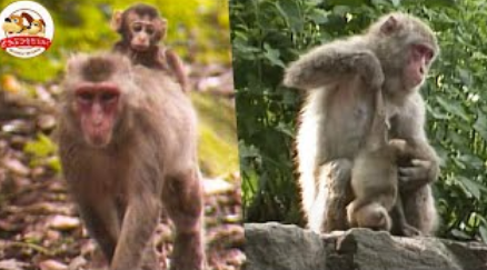 【悲報】学校給食、とうとう牛乳までケチりだすｗｗｗｗｗｗ
 | やっちまった速報(最新記事13)