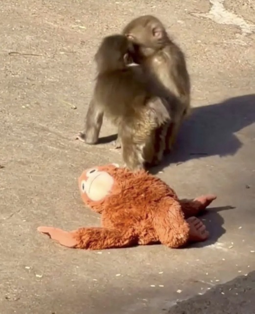 【悲報】中国、アメリカにパンダを貸与する事が決定するｗｗｗｗｗｗｗｗ | 【悲報】中国、アメリカにパンダを貸与する事が決定するｗｗｗｗｗｗｗｗ | 【悲報】中国、アメリカにパンダを貸与する事が決定するｗｗｗｗｗｗｗｗ | 【悲報】中国、アメリカにパンダを貸与する事が決定するｗｗｗｗｗｗｗｗ | 【悲報】中国、アメリカにパンダを貸与する事が決定するｗｗｗｗｗｗｗｗ | 【悲報】中国、アメリカにパンダを貸与する事が決定するｗｗｗｗｗｗｗｗ | 【悲報】中国、アメリカにパンダを貸与する事が決定するｗｗｗｗｗｗｗｗ | 【悲報】中国、アメリカにパンダを貸与する事が決定するｗｗｗｗｗｗｗｗ | 【悲報】中国、アメリカにパンダを貸与する事が決定するｗｗｗｗｗｗｗｗ | 【悲報】中国、アメリカにパンダを貸与する事が決定するｗｗｗｗｗｗｗｗ | 【悲報】中国、アメリカにパンダを貸与する事が決定するｗｗｗｗｗｗｗｗ | やっちまった速報(画像25122457008156_11)