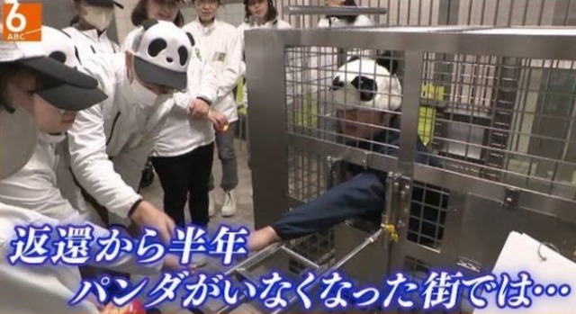 【悲報】中国、アメリカにパンダを貸与する事が決定するｗｗｗｗｗｗｗｗ | 【悲報】中国、アメリカにパンダを貸与する事が決定するｗｗｗｗｗｗｗｗ | やっちまった速報(画像25122452967894_2)