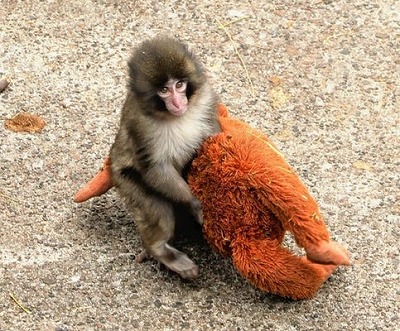 【画像】ファイルーズあいさん、外国人にとんでもない勘違いをされていたｗｗｗｗ
 | やっちまった速報(最新記事1)