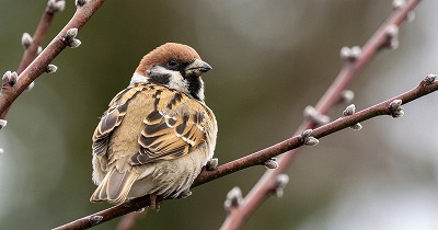 【悲報】すずめとかいう激可愛鳥、ガチで絶滅危惧種並に減るスピードが早いらしい… | やっちまった速報(画像24080810559326_1)