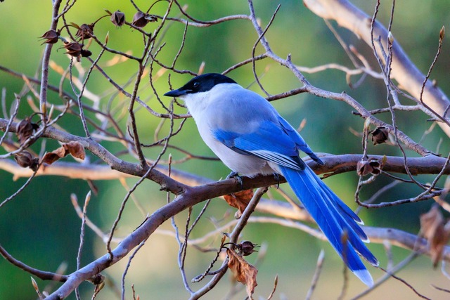 【悲報】すずめとかいう激可愛鳥、ガチで絶滅危惧種並に減るスピードが早いらしい… | 【悲報】すずめとかいう激可愛鳥、ガチで絶滅危惧種並に減るスピードが早いらしい… | 【悲報】すずめとかいう激可愛鳥、ガチで絶滅危惧種並に減るスピードが早いらしい… | 【悲報】すずめとかいう激可愛鳥、ガチで絶滅危惧種並に減るスピードが早いらしい… | 【悲報】すずめとかいう激可愛鳥、ガチで絶滅危惧種並に減るスピードが早いらしい… | 【悲報】すずめとかいう激可愛鳥、ガチで絶滅危惧種並に減るスピードが早いらしい… | 【悲報】すずめとかいう激可愛鳥、ガチで絶滅危惧種並に減るスピードが早いらしい… | 【悲報】すずめとかいう激可愛鳥、ガチで絶滅危惧種並に減るスピードが早いらしい… | 【悲報】すずめとかいう激可愛鳥、ガチで絶滅危惧種並に減るスピードが早いらしい… | 【悲報】すずめとかいう激可愛鳥、ガチで絶滅危惧種並に減るスピードが早いらしい… | 【悲報】すずめとかいう激可愛鳥、ガチで絶滅危惧種並に減るスピードが早いらしい… | 【悲報】すずめとかいう激可愛鳥、ガチで絶滅危惧種並に減るスピードが早いらしい… | 【悲報】すずめとかいう激可愛鳥、ガチで絶滅危惧種並に減るスピードが早いらしい… | やっちまった速報(画像24080814472486_13)