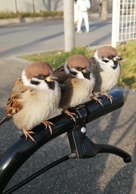 【悲報】すずめとかいう激可愛鳥、ガチで絶滅危惧種並に減るスピードが早いらしい… | 【悲報】すずめとかいう激可愛鳥、ガチで絶滅危惧種並に減るスピードが早いらしい… | 【悲報】すずめとかいう激可愛鳥、ガチで絶滅危惧種並に減るスピードが早いらしい… | 【悲報】すずめとかいう激可愛鳥、ガチで絶滅危惧種並に減るスピードが早いらしい… | 【悲報】すずめとかいう激可愛鳥、ガチで絶滅危惧種並に減るスピードが早いらしい… | 【悲報】すずめとかいう激可愛鳥、ガチで絶滅危惧種並に減るスピードが早いらしい… | 【悲報】すずめとかいう激可愛鳥、ガチで絶滅危惧種並に減るスピードが早いらしい… | 【悲報】すずめとかいう激可愛鳥、ガチで絶滅危惧種並に減るスピードが早いらしい… | 【悲報】すずめとかいう激可愛鳥、ガチで絶滅危惧種並に減るスピードが早いらしい… | 【悲報】すずめとかいう激可愛鳥、ガチで絶滅危惧種並に減るスピードが早いらしい… | 【悲報】すずめとかいう激可愛鳥、ガチで絶滅危惧種並に減るスピードが早いらしい… | 【悲報】すずめとかいう激可愛鳥、ガチで絶滅危惧種並に減るスピードが早いらしい… | 【悲報】すずめとかいう激可愛鳥、ガチで絶滅危惧種並に減るスピードが早いらしい… | 【悲報】すずめとかいう激可愛鳥、ガチで絶滅危惧種並に減るスピードが早いらしい… | やっちまった速報(画像24080814815559_14)
