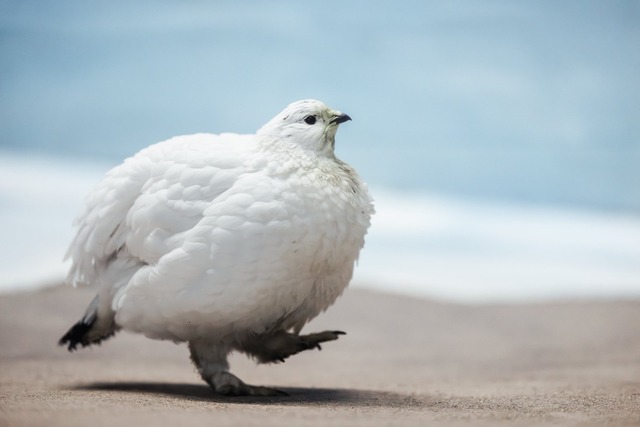 【悲報】すずめとかいう激可愛鳥、ガチで絶滅危惧種並に減るスピードが早いらしい… | 【悲報】すずめとかいう激可愛鳥、ガチで絶滅危惧種並に減るスピードが早いらしい… | 【悲報】すずめとかいう激可愛鳥、ガチで絶滅危惧種並に減るスピードが早いらしい… | 【悲報】すずめとかいう激可愛鳥、ガチで絶滅危惧種並に減るスピードが早いらしい… | 【悲報】すずめとかいう激可愛鳥、ガチで絶滅危惧種並に減るスピードが早いらしい… | 【悲報】すずめとかいう激可愛鳥、ガチで絶滅危惧種並に減るスピードが早いらしい… | 【悲報】すずめとかいう激可愛鳥、ガチで絶滅危惧種並に減るスピードが早いらしい… | 【悲報】すずめとかいう激可愛鳥、ガチで絶滅危惧種並に減るスピードが早いらしい… | 【悲報】すずめとかいう激可愛鳥、ガチで絶滅危惧種並に減るスピードが早いらしい… | 【悲報】すずめとかいう激可愛鳥、ガチで絶滅危惧種並に減るスピードが早いらしい… | 【悲報】すずめとかいう激可愛鳥、ガチで絶滅危惧種並に減るスピードが早いらしい… | 【悲報】すずめとかいう激可愛鳥、ガチで絶滅危惧種並に減るスピードが早いらしい… | 【悲報】すずめとかいう激可愛鳥、ガチで絶滅危惧種並に減るスピードが早いらしい… | 【悲報】すずめとかいう激可愛鳥、ガチで絶滅危惧種並に減るスピードが早いらしい… | 【悲報】すずめとかいう激可愛鳥、ガチで絶滅危惧種並に減るスピードが早いらしい… | 【悲報】すずめとかいう激可愛鳥、ガチで絶滅危惧種並に減るスピードが早いらしい… | やっちまった速報(画像24080815389643_16)