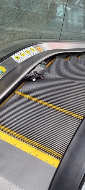 【悲報】すずめとかいう激可愛鳥、ガチで絶滅危惧種並に減るスピードが早いらしい… | 【悲報】すずめとかいう激可愛鳥、ガチで絶滅危惧種並に減るスピードが早いらしい… | 【悲報】すずめとかいう激可愛鳥、ガチで絶滅危惧種並に減るスピードが早いらしい… | 【悲報】すずめとかいう激可愛鳥、ガチで絶滅危惧種並に減るスピードが早いらしい… | 【悲報】すずめとかいう激可愛鳥、ガチで絶滅危惧種並に減るスピードが早いらしい… | 【悲報】すずめとかいう激可愛鳥、ガチで絶滅危惧種並に減るスピードが早いらしい… | 【悲報】すずめとかいう激可愛鳥、ガチで絶滅危惧種並に減るスピードが早いらしい… | 【悲報】すずめとかいう激可愛鳥、ガチで絶滅危惧種並に減るスピードが早いらしい… | 【悲報】すずめとかいう激可愛鳥、ガチで絶滅危惧種並に減るスピードが早いらしい… | 【悲報】すずめとかいう激可愛鳥、ガチで絶滅危惧種並に減るスピードが早いらしい… | 【悲報】すずめとかいう激可愛鳥、ガチで絶滅危惧種並に減るスピードが早いらしい… | 【悲報】すずめとかいう激可愛鳥、ガチで絶滅危惧種並に減るスピードが早いらしい… | 【悲報】すずめとかいう激可愛鳥、ガチで絶滅危惧種並に減るスピードが早いらしい… | 【悲報】すずめとかいう激可愛鳥、ガチで絶滅危惧種並に減るスピードが早いらしい… | 【悲報】すずめとかいう激可愛鳥、ガチで絶滅危惧種並に減るスピードが早いらしい… | 【悲報】すずめとかいう激可愛鳥、ガチで絶滅危惧種並に減るスピードが早いらしい… | 【悲報】すずめとかいう激可愛鳥、ガチで絶滅危惧種並に減るスピードが早いらしい… | 【悲報】すずめとかいう激可愛鳥、ガチで絶滅危惧種並に減るスピードが早いらしい… | やっちまった速報(画像24080816051750_18)