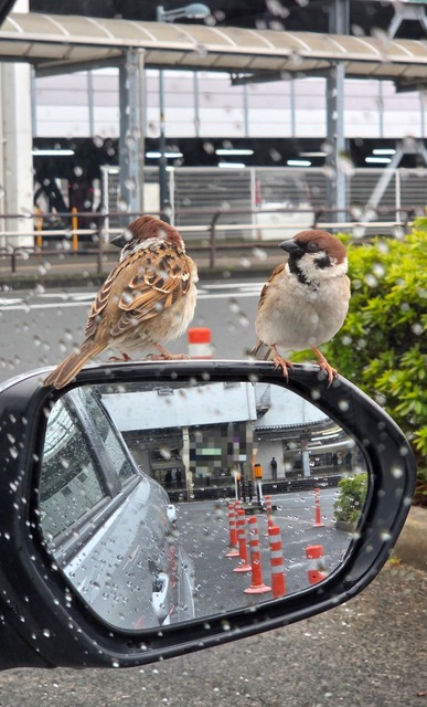 【悲報】すずめとかいう激可愛鳥、ガチで絶滅危惧種並に減るスピードが早いらしい… | 【悲報】すずめとかいう激可愛鳥、ガチで絶滅危惧種並に減るスピードが早いらしい… | 【悲報】すずめとかいう激可愛鳥、ガチで絶滅危惧種並に減るスピードが早いらしい… | 【悲報】すずめとかいう激可愛鳥、ガチで絶滅危惧種並に減るスピードが早いらしい… | 【悲報】すずめとかいう激可愛鳥、ガチで絶滅危惧種並に減るスピードが早いらしい… | 【悲報】すずめとかいう激可愛鳥、ガチで絶滅危惧種並に減るスピードが早いらしい… | 【悲報】すずめとかいう激可愛鳥、ガチで絶滅危惧種並に減るスピードが早いらしい… | 【悲報】すずめとかいう激可愛鳥、ガチで絶滅危惧種並に減るスピードが早いらしい… | 【悲報】すずめとかいう激可愛鳥、ガチで絶滅危惧種並に減るスピードが早いらしい… | 【悲報】すずめとかいう激可愛鳥、ガチで絶滅危惧種並に減るスピードが早いらしい… | 【悲報】すずめとかいう激可愛鳥、ガチで絶滅危惧種並に減るスピードが早いらしい… | 【悲報】すずめとかいう激可愛鳥、ガチで絶滅危惧種並に減るスピードが早いらしい… | 【悲報】すずめとかいう激可愛鳥、ガチで絶滅危惧種並に減るスピードが早いらしい… | 【悲報】すずめとかいう激可愛鳥、ガチで絶滅危惧種並に減るスピードが早いらしい… | 【悲報】すずめとかいう激可愛鳥、ガチで絶滅危惧種並に減るスピードが早いらしい… | 【悲報】すずめとかいう激可愛鳥、ガチで絶滅危惧種並に減るスピードが早いらしい… | 【悲報】すずめとかいう激可愛鳥、ガチで絶滅危惧種並に減るスピードが早いらしい… | 【悲報】すずめとかいう激可愛鳥、ガチで絶滅危惧種並に減るスピードが早いらしい… | 【悲報】すずめとかいう激可愛鳥、ガチで絶滅危惧種並に減るスピードが早いらしい… | やっちまった速報(画像24080816377024_19)