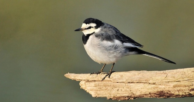 【悲報】すずめとかいう激可愛鳥、ガチで絶滅危惧種並に減るスピードが早いらしい… | 【悲報】すずめとかいう激可愛鳥、ガチで絶滅危惧種並に減るスピードが早いらしい… | やっちまった速報(画像24080810862362_2)