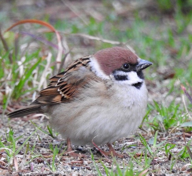 【悲報】すずめとかいう激可愛鳥、ガチで絶滅危惧種並に減るスピードが早いらしい… | 【悲報】すずめとかいう激可愛鳥、ガチで絶滅危惧種並に減るスピードが早いらしい… | 【悲報】すずめとかいう激可愛鳥、ガチで絶滅危惧種並に減るスピードが早いらしい… | 【悲報】すずめとかいう激可愛鳥、ガチで絶滅危惧種並に減るスピードが早いらしい… | 【悲報】すずめとかいう激可愛鳥、ガチで絶滅危惧種並に減るスピードが早いらしい… | 【悲報】すずめとかいう激可愛鳥、ガチで絶滅危惧種並に減るスピードが早いらしい… | 【悲報】すずめとかいう激可愛鳥、ガチで絶滅危惧種並に減るスピードが早いらしい… | 【悲報】すずめとかいう激可愛鳥、ガチで絶滅危惧種並に減るスピードが早いらしい… | 【悲報】すずめとかいう激可愛鳥、ガチで絶滅危惧種並に減るスピードが早いらしい… | 【悲報】すずめとかいう激可愛鳥、ガチで絶滅危惧種並に減るスピードが早いらしい… | 【悲報】すずめとかいう激可愛鳥、ガチで絶滅危惧種並に減るスピードが早いらしい… | 【悲報】すずめとかいう激可愛鳥、ガチで絶滅危惧種並に減るスピードが早いらしい… | 【悲報】すずめとかいう激可愛鳥、ガチで絶滅危惧種並に減るスピードが早いらしい… | 【悲報】すずめとかいう激可愛鳥、ガチで絶滅危惧種並に減るスピードが早いらしい… | 【悲報】すずめとかいう激可愛鳥、ガチで絶滅危惧種並に減るスピードが早いらしい… | 【悲報】すずめとかいう激可愛鳥、ガチで絶滅危惧種並に減るスピードが早いらしい… | 【悲報】すずめとかいう激可愛鳥、ガチで絶滅危惧種並に減るスピードが早いらしい… | 【悲報】すずめとかいう激可愛鳥、ガチで絶滅危惧種並に減るスピードが早いらしい… | 【悲報】すずめとかいう激可愛鳥、ガチで絶滅危惧種並に減るスピードが早いらしい… | 【悲報】すずめとかいう激可愛鳥、ガチで絶滅危惧種並に減るスピードが早いらしい… | やっちまった速報(画像24080816720544_20)