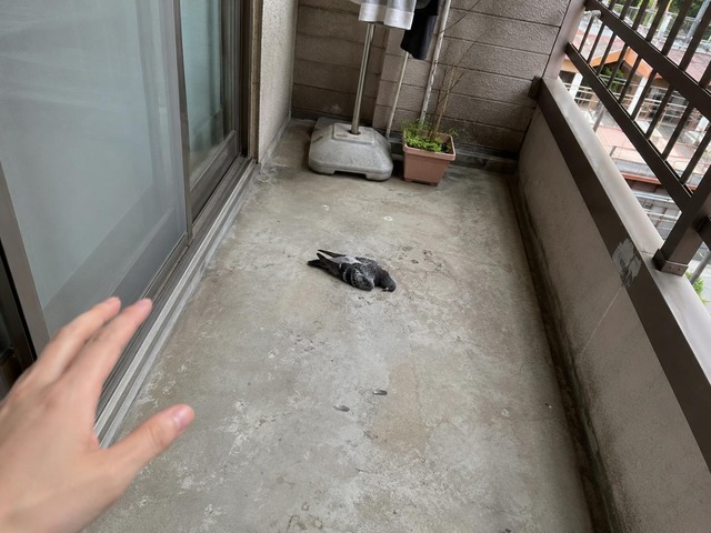 【悲報】すずめとかいう激可愛鳥、ガチで絶滅危惧種並に減るスピードが早いらしい… | 【悲報】すずめとかいう激可愛鳥、ガチで絶滅危惧種並に減るスピードが早いらしい… | 【悲報】すずめとかいう激可愛鳥、ガチで絶滅危惧種並に減るスピードが早いらしい… | 【悲報】すずめとかいう激可愛鳥、ガチで絶滅危惧種並に減るスピードが早いらしい… | 【悲報】すずめとかいう激可愛鳥、ガチで絶滅危惧種並に減るスピードが早いらしい… | 【悲報】すずめとかいう激可愛鳥、ガチで絶滅危惧種並に減るスピードが早いらしい… | 【悲報】すずめとかいう激可愛鳥、ガチで絶滅危惧種並に減るスピードが早いらしい… | 【悲報】すずめとかいう激可愛鳥、ガチで絶滅危惧種並に減るスピードが早いらしい… | 【悲報】すずめとかいう激可愛鳥、ガチで絶滅危惧種並に減るスピードが早いらしい… | 【悲報】すずめとかいう激可愛鳥、ガチで絶滅危惧種並に減るスピードが早いらしい… | 【悲報】すずめとかいう激可愛鳥、ガチで絶滅危惧種並に減るスピードが早いらしい… | 【悲報】すずめとかいう激可愛鳥、ガチで絶滅危惧種並に減るスピードが早いらしい… | 【悲報】すずめとかいう激可愛鳥、ガチで絶滅危惧種並に減るスピードが早いらしい… | 【悲報】すずめとかいう激可愛鳥、ガチで絶滅危惧種並に減るスピードが早いらしい… | 【悲報】すずめとかいう激可愛鳥、ガチで絶滅危惧種並に減るスピードが早いらしい… | 【悲報】すずめとかいう激可愛鳥、ガチで絶滅危惧種並に減るスピードが早いらしい… | 【悲報】すずめとかいう激可愛鳥、ガチで絶滅危惧種並に減るスピードが早いらしい… | 【悲報】すずめとかいう激可愛鳥、ガチで絶滅危惧種並に減るスピードが早いらしい… | 【悲報】すずめとかいう激可愛鳥、ガチで絶滅危惧種並に減るスピードが早いらしい… | 【悲報】すずめとかいう激可愛鳥、ガチで絶滅危惧種並に減るスピードが早いらしい… | 【悲報】すずめとかいう激可愛鳥、ガチで絶滅危惧種並に減るスピードが早いらしい… | 【悲報】すずめとかいう激可愛鳥、ガチで絶滅危惧種並に減るスピードが早いらしい… | やっちまった速報(画像24080817367726_22)
