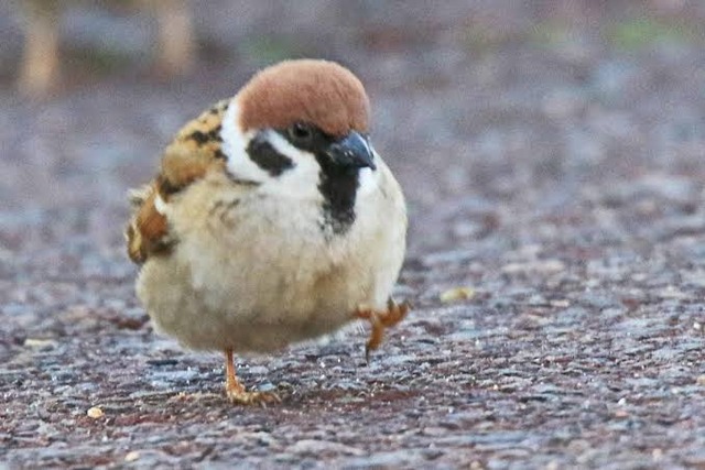 【悲報】すずめとかいう激可愛鳥、ガチで絶滅危惧種並に減るスピードが早いらしい… | 【悲報】すずめとかいう激可愛鳥、ガチで絶滅危惧種並に減るスピードが早いらしい… | 【悲報】すずめとかいう激可愛鳥、ガチで絶滅危惧種並に減るスピードが早いらしい… | 【悲報】すずめとかいう激可愛鳥、ガチで絶滅危惧種並に減るスピードが早いらしい… | 【悲報】すずめとかいう激可愛鳥、ガチで絶滅危惧種並に減るスピードが早いらしい… | 【悲報】すずめとかいう激可愛鳥、ガチで絶滅危惧種並に減るスピードが早いらしい… | 【悲報】すずめとかいう激可愛鳥、ガチで絶滅危惧種並に減るスピードが早いらしい… | 【悲報】すずめとかいう激可愛鳥、ガチで絶滅危惧種並に減るスピードが早いらしい… | 【悲報】すずめとかいう激可愛鳥、ガチで絶滅危惧種並に減るスピードが早いらしい… | 【悲報】すずめとかいう激可愛鳥、ガチで絶滅危惧種並に減るスピードが早いらしい… | 【悲報】すずめとかいう激可愛鳥、ガチで絶滅危惧種並に減るスピードが早いらしい… | 【悲報】すずめとかいう激可愛鳥、ガチで絶滅危惧種並に減るスピードが早いらしい… | 【悲報】すずめとかいう激可愛鳥、ガチで絶滅危惧種並に減るスピードが早いらしい… | 【悲報】すずめとかいう激可愛鳥、ガチで絶滅危惧種並に減るスピードが早いらしい… | 【悲報】すずめとかいう激可愛鳥、ガチで絶滅危惧種並に減るスピードが早いらしい… | 【悲報】すずめとかいう激可愛鳥、ガチで絶滅危惧種並に減るスピードが早いらしい… | 【悲報】すずめとかいう激可愛鳥、ガチで絶滅危惧種並に減るスピードが早いらしい… | 【悲報】すずめとかいう激可愛鳥、ガチで絶滅危惧種並に減るスピードが早いらしい… | 【悲報】すずめとかいう激可愛鳥、ガチで絶滅危惧種並に減るスピードが早いらしい… | 【悲報】すずめとかいう激可愛鳥、ガチで絶滅危惧種並に減るスピードが早いらしい… | 【悲報】すずめとかいう激可愛鳥、ガチで絶滅危惧種並に減るスピードが早いらしい… | 【悲報】すずめとかいう激可愛鳥、ガチで絶滅危惧種並に減るスピードが早いらしい… | 【悲報】すずめとかいう激可愛鳥、ガチで絶滅危惧種並に減るスピードが早いらしい… | 【悲報】すずめとかいう激可愛鳥、ガチで絶滅危惧種並に減るスピードが早いらしい… | やっちまった速報(画像24080818017466_24)