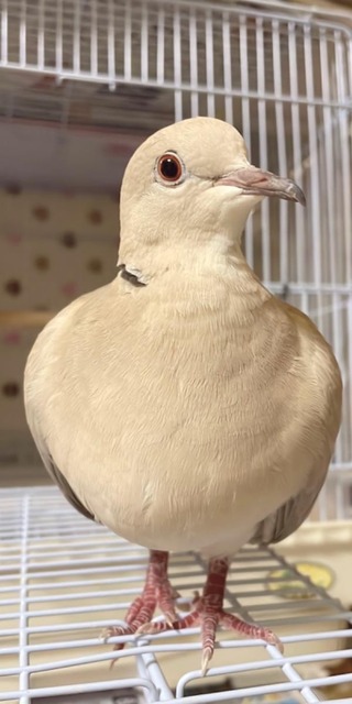 【悲報】すずめとかいう激可愛鳥、ガチで絶滅危惧種並に減るスピードが早いらしい… | 【悲報】すずめとかいう激可愛鳥、ガチで絶滅危惧種並に減るスピードが早いらしい… | 【悲報】すずめとかいう激可愛鳥、ガチで絶滅危惧種並に減るスピードが早いらしい… | 【悲報】すずめとかいう激可愛鳥、ガチで絶滅危惧種並に減るスピードが早いらしい… | 【悲報】すずめとかいう激可愛鳥、ガチで絶滅危惧種並に減るスピードが早いらしい… | 【悲報】すずめとかいう激可愛鳥、ガチで絶滅危惧種並に減るスピードが早いらしい… | 【悲報】すずめとかいう激可愛鳥、ガチで絶滅危惧種並に減るスピードが早いらしい… | 【悲報】すずめとかいう激可愛鳥、ガチで絶滅危惧種並に減るスピードが早いらしい… | 【悲報】すずめとかいう激可愛鳥、ガチで絶滅危惧種並に減るスピードが早いらしい… | 【悲報】すずめとかいう激可愛鳥、ガチで絶滅危惧種並に減るスピードが早いらしい… | 【悲報】すずめとかいう激可愛鳥、ガチで絶滅危惧種並に減るスピードが早いらしい… | 【悲報】すずめとかいう激可愛鳥、ガチで絶滅危惧種並に減るスピードが早いらしい… | 【悲報】すずめとかいう激可愛鳥、ガチで絶滅危惧種並に減るスピードが早いらしい… | 【悲報】すずめとかいう激可愛鳥、ガチで絶滅危惧種並に減るスピードが早いらしい… | 【悲報】すずめとかいう激可愛鳥、ガチで絶滅危惧種並に減るスピードが早いらしい… | 【悲報】すずめとかいう激可愛鳥、ガチで絶滅危惧種並に減るスピードが早いらしい… | 【悲報】すずめとかいう激可愛鳥、ガチで絶滅危惧種並に減るスピードが早いらしい… | 【悲報】すずめとかいう激可愛鳥、ガチで絶滅危惧種並に減るスピードが早いらしい… | 【悲報】すずめとかいう激可愛鳥、ガチで絶滅危惧種並に減るスピードが早いらしい… | 【悲報】すずめとかいう激可愛鳥、ガチで絶滅危惧種並に減るスピードが早いらしい… | 【悲報】すずめとかいう激可愛鳥、ガチで絶滅危惧種並に減るスピードが早いらしい… | 【悲報】すずめとかいう激可愛鳥、ガチで絶滅危惧種並に減るスピードが早いらしい… | 【悲報】すずめとかいう激可愛鳥、ガチで絶滅危惧種並に減るスピードが早いらしい… | 【悲報】すずめとかいう激可愛鳥、ガチで絶滅危惧種並に減るスピードが早いらしい… | 【悲報】すずめとかいう激可愛鳥、ガチで絶滅危惧種並に減るスピードが早いらしい… | 【悲報】すずめとかいう激可愛鳥、ガチで絶滅危惧種並に減るスピードが早いらしい… | 【悲報】すずめとかいう激可愛鳥、ガチで絶滅危惧種並に減るスピードが早いらしい… | 【悲報】すずめとかいう激可愛鳥、ガチで絶滅危惧種並に減るスピードが早いらしい… | やっちまった速報(画像24080819442719_28)