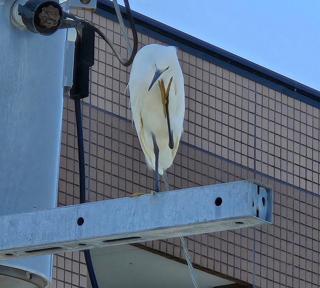 【悲報】すずめとかいう激可愛鳥、ガチで絶滅危惧種並に減るスピードが早いらしい… | 【悲報】すずめとかいう激可愛鳥、ガチで絶滅危惧種並に減るスピードが早いらしい… | 【悲報】すずめとかいう激可愛鳥、ガチで絶滅危惧種並に減るスピードが早いらしい… | 【悲報】すずめとかいう激可愛鳥、ガチで絶滅危惧種並に減るスピードが早いらしい… | 【悲報】すずめとかいう激可愛鳥、ガチで絶滅危惧種並に減るスピードが早いらしい… | 【悲報】すずめとかいう激可愛鳥、ガチで絶滅危惧種並に減るスピードが早いらしい… | 【悲報】すずめとかいう激可愛鳥、ガチで絶滅危惧種並に減るスピードが早いらしい… | 【悲報】すずめとかいう激可愛鳥、ガチで絶滅危惧種並に減るスピードが早いらしい… | 【悲報】すずめとかいう激可愛鳥、ガチで絶滅危惧種並に減るスピードが早いらしい… | 【悲報】すずめとかいう激可愛鳥、ガチで絶滅危惧種並に減るスピードが早いらしい… | 【悲報】すずめとかいう激可愛鳥、ガチで絶滅危惧種並に減るスピードが早いらしい… | 【悲報】すずめとかいう激可愛鳥、ガチで絶滅危惧種並に減るスピードが早いらしい… | 【悲報】すずめとかいう激可愛鳥、ガチで絶滅危惧種並に減るスピードが早いらしい… | 【悲報】すずめとかいう激可愛鳥、ガチで絶滅危惧種並に減るスピードが早いらしい… | 【悲報】すずめとかいう激可愛鳥、ガチで絶滅危惧種並に減るスピードが早いらしい… | 【悲報】すずめとかいう激可愛鳥、ガチで絶滅危惧種並に減るスピードが早いらしい… | 【悲報】すずめとかいう激可愛鳥、ガチで絶滅危惧種並に減るスピードが早いらしい… | 【悲報】すずめとかいう激可愛鳥、ガチで絶滅危惧種並に減るスピードが早いらしい… | 【悲報】すずめとかいう激可愛鳥、ガチで絶滅危惧種並に減るスピードが早いらしい… | 【悲報】すずめとかいう激可愛鳥、ガチで絶滅危惧種並に減るスピードが早いらしい… | 【悲報】すずめとかいう激可愛鳥、ガチで絶滅危惧種並に減るスピードが早いらしい… | 【悲報】すずめとかいう激可愛鳥、ガチで絶滅危惧種並に減るスピードが早いらしい… | 【悲報】すずめとかいう激可愛鳥、ガチで絶滅危惧種並に減るスピードが早いらしい… | 【悲報】すずめとかいう激可愛鳥、ガチで絶滅危惧種並に減るスピードが早いらしい… | 【悲報】すずめとかいう激可愛鳥、ガチで絶滅危惧種並に減るスピードが早いらしい… | 【悲報】すずめとかいう激可愛鳥、ガチで絶滅危惧種並に減るスピードが早いらしい… | 【悲報】すずめとかいう激可愛鳥、ガチで絶滅危惧種並に減るスピードが早いらしい… | 【悲報】すずめとかいう激可愛鳥、ガチで絶滅危惧種並に減るスピードが早いらしい… | 【悲報】すずめとかいう激可愛鳥、ガチで絶滅危惧種並に減るスピードが早いらしい… | やっちまった速報(画像24080819785437_29)