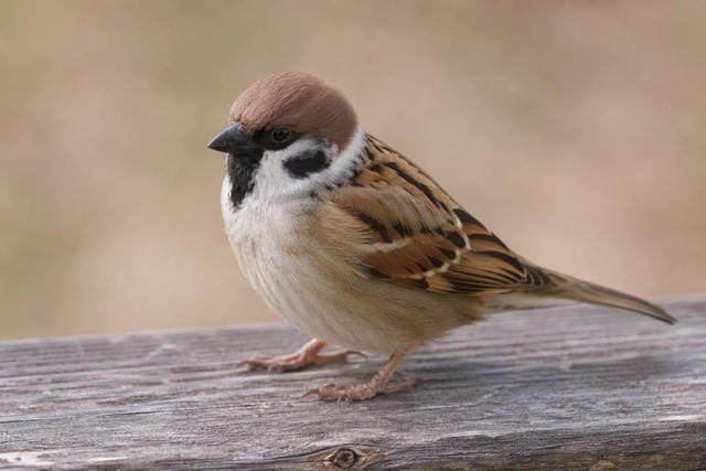 【悲報】すずめとかいう激可愛鳥、ガチで絶滅危惧種並に減るスピードが早いらしい… | 【悲報】すずめとかいう激可愛鳥、ガチで絶滅危惧種並に減るスピードが早いらしい… | 【悲報】すずめとかいう激可愛鳥、ガチで絶滅危惧種並に減るスピードが早いらしい… | やっちまった速報(画像24080811177434_3)