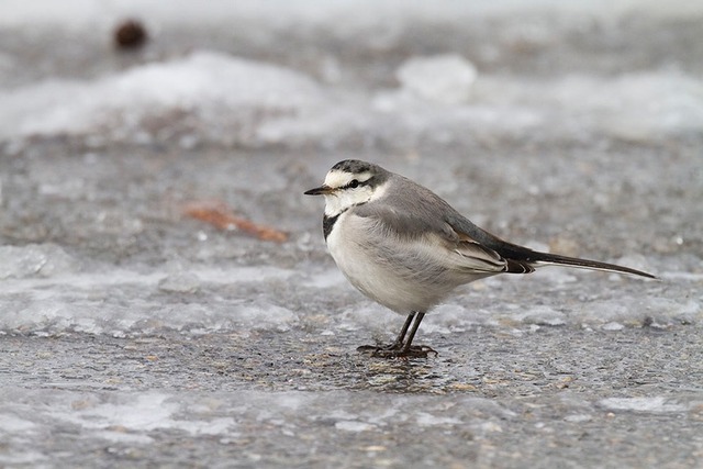 【悲報】すずめとかいう激可愛鳥、ガチで絶滅危惧種並に減るスピードが早いらしい… | 【悲報】すずめとかいう激可愛鳥、ガチで絶滅危惧種並に減るスピードが早いらしい… | 【悲報】すずめとかいう激可愛鳥、ガチで絶滅危惧種並に減るスピードが早いらしい… | 【悲報】すずめとかいう激可愛鳥、ガチで絶滅危惧種並に減るスピードが早いらしい… | やっちまった速報(画像24080811488108_4)