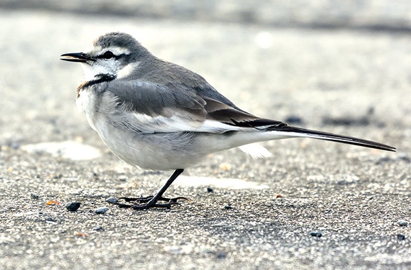 【悲報】すずめとかいう激可愛鳥、ガチで絶滅危惧種並に減るスピードが早いらしい… | 【悲報】すずめとかいう激可愛鳥、ガチで絶滅危惧種並に減るスピードが早いらしい… | 【悲報】すずめとかいう激可愛鳥、ガチで絶滅危惧種並に減るスピードが早いらしい… | 【悲報】すずめとかいう激可愛鳥、ガチで絶滅危惧種並に減るスピードが早いらしい… | 【悲報】すずめとかいう激可愛鳥、ガチで絶滅危惧種並に減るスピードが早いらしい… | やっちまった速報(画像24080811834487_5)