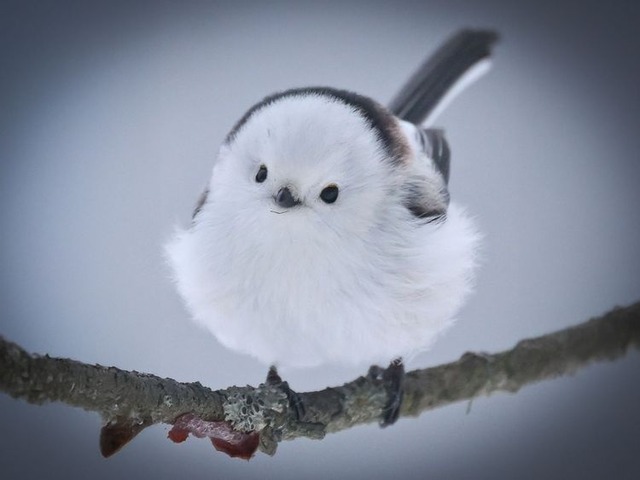 【悲報】すずめとかいう激可愛鳥、ガチで絶滅危惧種並に減るスピードが早いらしい… | 【悲報】すずめとかいう激可愛鳥、ガチで絶滅危惧種並に減るスピードが早いらしい… | 【悲報】すずめとかいう激可愛鳥、ガチで絶滅危惧種並に減るスピードが早いらしい… | 【悲報】すずめとかいう激可愛鳥、ガチで絶滅危惧種並に減るスピードが早いらしい… | 【悲報】すずめとかいう激可愛鳥、ガチで絶滅危惧種並に減るスピードが早いらしい… | 【悲報】すずめとかいう激可愛鳥、ガチで絶滅危惧種並に減るスピードが早いらしい… | やっちまった速報(画像24080812157128_6)