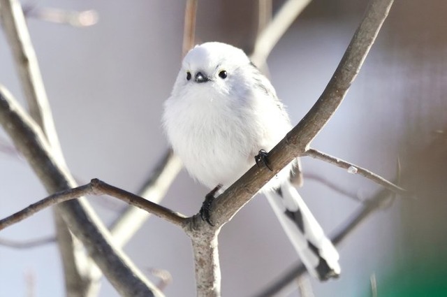 【悲報】すずめとかいう激可愛鳥、ガチで絶滅危惧種並に減るスピードが早いらしい… | 【悲報】すずめとかいう激可愛鳥、ガチで絶滅危惧種並に減るスピードが早いらしい… | 【悲報】すずめとかいう激可愛鳥、ガチで絶滅危惧種並に減るスピードが早いらしい… | 【悲報】すずめとかいう激可愛鳥、ガチで絶滅危惧種並に減るスピードが早いらしい… | 【悲報】すずめとかいう激可愛鳥、ガチで絶滅危惧種並に減るスピードが早いらしい… | 【悲報】すずめとかいう激可愛鳥、ガチで絶滅危惧種並に減るスピードが早いらしい… | 【悲報】すずめとかいう激可愛鳥、ガチで絶滅危惧種並に減るスピードが早いらしい… | やっちまった速報(画像24080812480580_7)