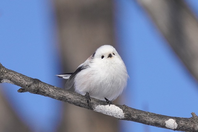 【悲報】すずめとかいう激可愛鳥、ガチで絶滅危惧種並に減るスピードが早いらしい… | 【悲報】すずめとかいう激可愛鳥、ガチで絶滅危惧種並に減るスピードが早いらしい… | 【悲報】すずめとかいう激可愛鳥、ガチで絶滅危惧種並に減るスピードが早いらしい… | 【悲報】すずめとかいう激可愛鳥、ガチで絶滅危惧種並に減るスピードが早いらしい… | 【悲報】すずめとかいう激可愛鳥、ガチで絶滅危惧種並に減るスピードが早いらしい… | 【悲報】すずめとかいう激可愛鳥、ガチで絶滅危惧種並に減るスピードが早いらしい… | 【悲報】すずめとかいう激可愛鳥、ガチで絶滅危惧種並に減るスピードが早いらしい… | 【悲報】すずめとかいう激可愛鳥、ガチで絶滅危惧種並に減るスピードが早いらしい… | やっちまった速報(画像24080812802128_8)