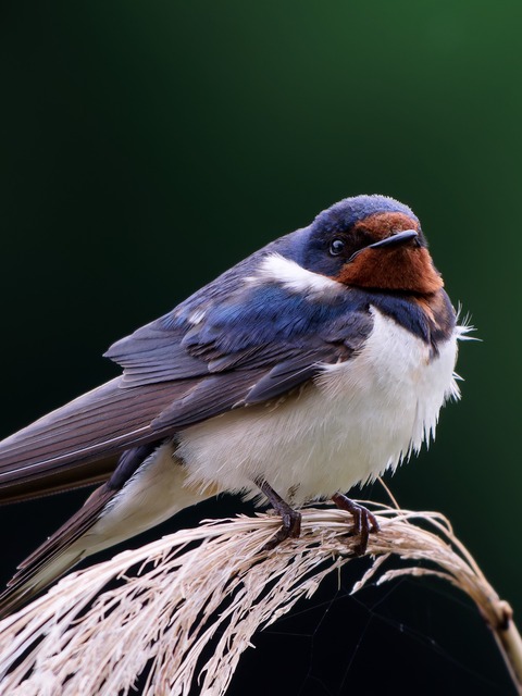 【悲報】すずめとかいう激可愛鳥、ガチで絶滅危惧種並に減るスピードが早いらしい… | 【悲報】すずめとかいう激可愛鳥、ガチで絶滅危惧種並に減るスピードが早いらしい… | 【悲報】すずめとかいう激可愛鳥、ガチで絶滅危惧種並に減るスピードが早いらしい… | 【悲報】すずめとかいう激可愛鳥、ガチで絶滅危惧種並に減るスピードが早いらしい… | 【悲報】すずめとかいう激可愛鳥、ガチで絶滅危惧種並に減るスピードが早いらしい… | 【悲報】すずめとかいう激可愛鳥、ガチで絶滅危惧種並に減るスピードが早いらしい… | 【悲報】すずめとかいう激可愛鳥、ガチで絶滅危惧種並に減るスピードが早いらしい… | 【悲報】すずめとかいう激可愛鳥、ガチで絶滅危惧種並に減るスピードが早いらしい… | 【悲報】すずめとかいう激可愛鳥、ガチで絶滅危惧種並に減るスピードが早いらしい… | やっちまった速報(画像24080813126207_9)
