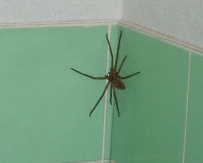 【虫注意】風呂場にクソデカイ蜘蛛が出て風呂に入れないｗｗｗｗｗｗｗｗｗｗｗｗｗ | やっちまった速報(画像29150818608093_1)