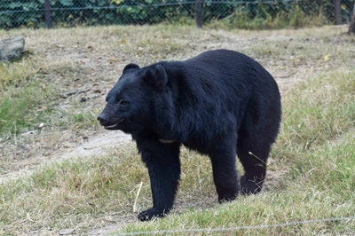 【画像あり】赤ん坊を抱いた21歳のギャルママ、ツキノワグマに襲われるもキックで一蹴ｗｗｗｗ | やっちまった速報(画像02225825947290_1)