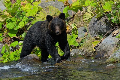 識者「クマの襲撃は『力士がナイフ持って原付で走ってくる』ようなもの」 | やっちまった速報(画像11044836949176_1)