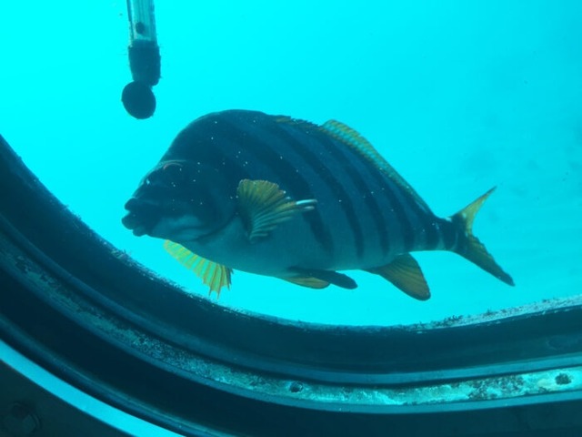 【悲報】パパさん、水族館で妻子と離れた隙に女性のスカート内を盗撮、逮捕 | 【悲報】パパさん、水族館で妻子と離れた隙に女性のスカート内を盗撮、逮捕 | 【悲報】パパさん、水族館で妻子と離れた隙に女性のスカート内を盗撮、逮捕 | 【悲報】パパさん、水族館で妻子と離れた隙に女性のスカート内を盗撮、逮捕 | 【悲報】パパさん、水族館で妻子と離れた隙に女性のスカート内を盗撮、逮捕 | 【悲報】パパさん、水族館で妻子と離れた隙に女性のスカート内を盗撮、逮捕 | 【悲報】パパさん、水族館で妻子と離れた隙に女性のスカート内を盗撮、逮捕 | やっちまった速報(画像22181849952612_7)