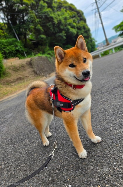 【朗報】日本の柴犬、ガチでアメリカでバズりまくる | 【朗報】日本の柴犬、ガチでアメリカでバズりまくる | 【朗報】日本の柴犬、ガチでアメリカでバズりまくる | 【朗報】日本の柴犬、ガチでアメリカでバズりまくる | やっちまった速報(画像26101851972736_4)