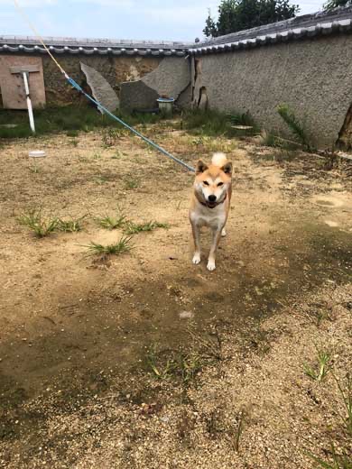 【朗報】日本の柴犬、ガチでアメリカでバズりまくる | 【朗報】日本の柴犬、ガチでアメリカでバズりまくる | 【朗報】日本の柴犬、ガチでアメリカでバズりまくる | 【朗報】日本の柴犬、ガチでアメリカでバズりまくる | 【朗報】日本の柴犬、ガチでアメリカでバズりまくる | やっちまった速報(画像26101852331376_5)