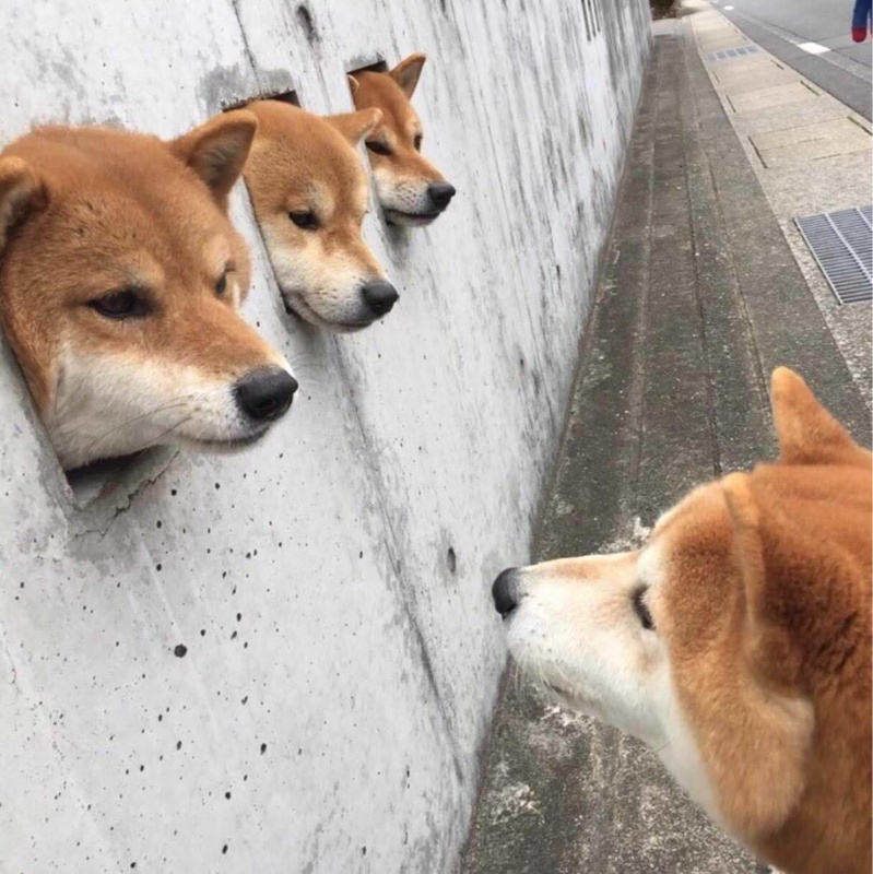【画像】イッヌが並んで寝てる画像、ガチでかわいいｗｗｗ | 【画像】イッヌが並んで寝てる画像、ガチでかわいいｗｗｗ | 【画像】イッヌが並んで寝てる画像、ガチでかわいいｗｗｗ | 【画像】イッヌが並んで寝てる画像、ガチでかわいいｗｗｗ | 【画像】イッヌが並んで寝てる画像、ガチでかわいいｗｗｗ | 【画像】イッヌが並んで寝てる画像、ガチでかわいいｗｗｗ | 【画像】イッヌが並んで寝てる画像、ガチでかわいいｗｗｗ | 【画像】イッヌが並んで寝てる画像、ガチでかわいいｗｗｗ | 【画像】イッヌが並んで寝てる画像、ガチでかわいいｗｗｗ | 【画像】イッヌが並んで寝てる画像、ガチでかわいいｗｗｗ | 【画像】イッヌが並んで寝てる画像、ガチでかわいいｗｗｗ | 【画像】イッヌが並んで寝てる画像、ガチでかわいいｗｗｗ | やっちまった速報(画像27075317562441_12)