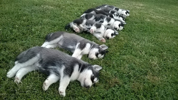 【画像】イッヌが並んで寝てる画像、ガチでかわいいｗｗｗ | 【画像】イッヌが並んで寝てる画像、ガチでかわいいｗｗｗ | 【画像】イッヌが並んで寝てる画像、ガチでかわいいｗｗｗ | 【画像】イッヌが並んで寝てる画像、ガチでかわいいｗｗｗ | 【画像】イッヌが並んで寝てる画像、ガチでかわいいｗｗｗ | やっちまった速報(画像27075314325116_5)