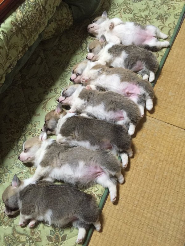 【画像】イッヌが並んで寝てる画像、ガチでかわいいｗｗｗ | 【画像】イッヌが並んで寝てる画像、ガチでかわいいｗｗｗ | 【画像】イッヌが並んで寝てる画像、ガチでかわいいｗｗｗ | 【画像】イッヌが並んで寝てる画像、ガチでかわいいｗｗｗ | 【画像】イッヌが並んで寝てる画像、ガチでかわいいｗｗｗ | 【画像】イッヌが並んで寝てる画像、ガチでかわいいｗｗｗ | やっちまった速報(画像27075314742112_6)