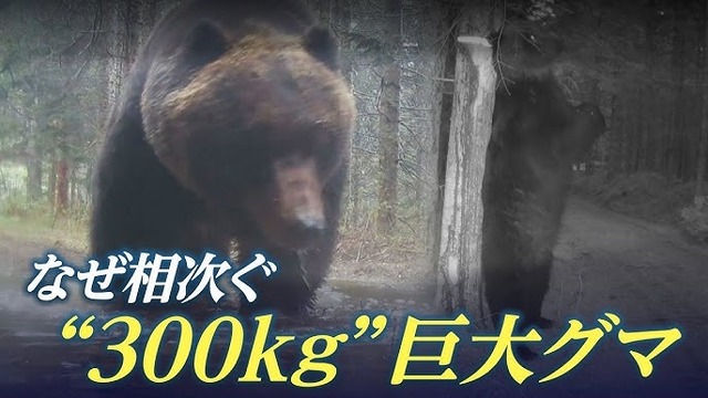 【動画】山を降りたクマ、ガチでお前らでも勝てそうwwwwwwwwwwwwwwwwwww | 【動画】山を降りたクマ、ガチでお前らでも勝てそうwwwwwwwwwwwwwwwwwww | 【動画】山を降りたクマ、ガチでお前らでも勝てそうwwwwwwwwwwwwwwwwwww | やっちまった速報(画像01090413520961_3)