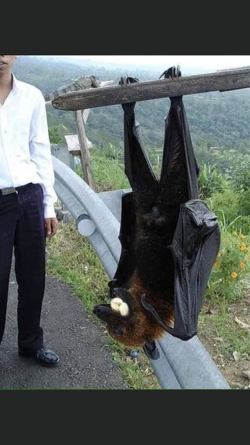 🦇「疲れたなぁ…顔面に乗ったろw」彡(-)(-)→約1ヶ月後に死亡 | 🦇「疲れたなぁ…顔面に乗ったろw」彡(-)(-)→約1ヶ月後に死亡 | 🦇「疲れたなぁ…顔面に乗ったろw」彡(-)(-)→約1ヶ月後に死亡 | 🦇「疲れたなぁ…顔面に乗ったろw」彡(-)(-)→約1ヶ月後に死亡 | やっちまった速報(画像04100436631249_4)