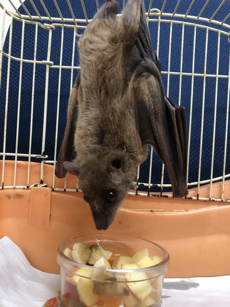🦇「疲れたなぁ…顔面に乗ったろw」彡(-)(-)→約1ヶ月後に死亡 | 🦇「疲れたなぁ…顔面に乗ったろw」彡(-)(-)→約1ヶ月後に死亡 | 🦇「疲れたなぁ…顔面に乗ったろw」彡(-)(-)→約1ヶ月後に死亡 | 🦇「疲れたなぁ…顔面に乗ったろw」彡(-)(-)→約1ヶ月後に死亡 | 🦇「疲れたなぁ…顔面に乗ったろw」彡(-)(-)→約1ヶ月後に死亡 | 🦇「疲れたなぁ…顔面に乗ったろw」彡(-)(-)→約1ヶ月後に死亡 | やっちまった速報(画像04100437347237_6)