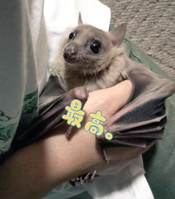 🦇「疲れたなぁ…顔面に乗ったろw」彡(-)(-)→約1ヶ月後に死亡 | 🦇「疲れたなぁ…顔面に乗ったろw」彡(-)(-)→約1ヶ月後に死亡 | 🦇「疲れたなぁ…顔面に乗ったろw」彡(-)(-)→約1ヶ月後に死亡 | 🦇「疲れたなぁ…顔面に乗ったろw」彡(-)(-)→約1ヶ月後に死亡 | 🦇「疲れたなぁ…顔面に乗ったろw」彡(-)(-)→約1ヶ月後に死亡 | 🦇「疲れたなぁ…顔面に乗ったろw」彡(-)(-)→約1ヶ月後に死亡 | 🦇「疲れたなぁ…顔面に乗ったろw」彡(-)(-)→約1ヶ月後に死亡 | 🦇「疲れたなぁ…顔面に乗ったろw」彡(-)(-)→約1ヶ月後に死亡 | やっちまった速報(画像04100438113028_8)