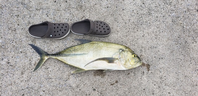 【画像】ルアー釣り始めて2ヶ月やけど大物釣れた！ | 【画像】ルアー釣り始めて2ヶ月やけど大物釣れた！ | 【画像】ルアー釣り始めて2ヶ月やけど大物釣れた！ | 【画像】ルアー釣り始めて2ヶ月やけど大物釣れた！ | 【画像】ルアー釣り始めて2ヶ月やけど大物釣れた！ | 【画像】ルアー釣り始めて2ヶ月やけど大物釣れた！ | 【画像】ルアー釣り始めて2ヶ月やけど大物釣れた！ | 【画像】ルアー釣り始めて2ヶ月やけど大物釣れた！ | 【画像】ルアー釣り始めて2ヶ月やけど大物釣れた！ | 【画像】ルアー釣り始めて2ヶ月やけど大物釣れた！ | やっちまった速報(画像05010427880705_10)