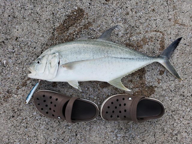 【画像】ルアー釣り始めて2ヶ月やけど大物釣れた！ | 【画像】ルアー釣り始めて2ヶ月やけど大物釣れた！ | 【画像】ルアー釣り始めて2ヶ月やけど大物釣れた！ | 【画像】ルアー釣り始めて2ヶ月やけど大物釣れた！ | 【画像】ルアー釣り始めて2ヶ月やけど大物釣れた！ | 【画像】ルアー釣り始めて2ヶ月やけど大物釣れた！ | 【画像】ルアー釣り始めて2ヶ月やけど大物釣れた！ | 【画像】ルアー釣り始めて2ヶ月やけど大物釣れた！ | 【画像】ルアー釣り始めて2ヶ月やけど大物釣れた！ | 【画像】ルアー釣り始めて2ヶ月やけど大物釣れた！ | 【画像】ルアー釣り始めて2ヶ月やけど大物釣れた！ | やっちまった速報(画像05010428271270_11)