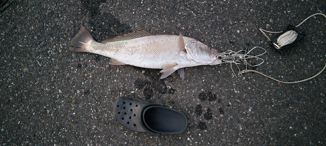 【画像】ルアー釣り始めて2ヶ月やけど大物釣れた！ | 【画像】ルアー釣り始めて2ヶ月やけど大物釣れた！ | 【画像】ルアー釣り始めて2ヶ月やけど大物釣れた！ | 【画像】ルアー釣り始めて2ヶ月やけど大物釣れた！ | 【画像】ルアー釣り始めて2ヶ月やけど大物釣れた！ | 【画像】ルアー釣り始めて2ヶ月やけど大物釣れた！ | 【画像】ルアー釣り始めて2ヶ月やけど大物釣れた！ | 【画像】ルアー釣り始めて2ヶ月やけど大物釣れた！ | 【画像】ルアー釣り始めて2ヶ月やけど大物釣れた！ | 【画像】ルアー釣り始めて2ヶ月やけど大物釣れた！ | 【画像】ルアー釣り始めて2ヶ月やけど大物釣れた！ | 【画像】ルアー釣り始めて2ヶ月やけど大物釣れた！ | 【画像】ルアー釣り始めて2ヶ月やけど大物釣れた！ | やっちまった速報(画像05010429027367_13)