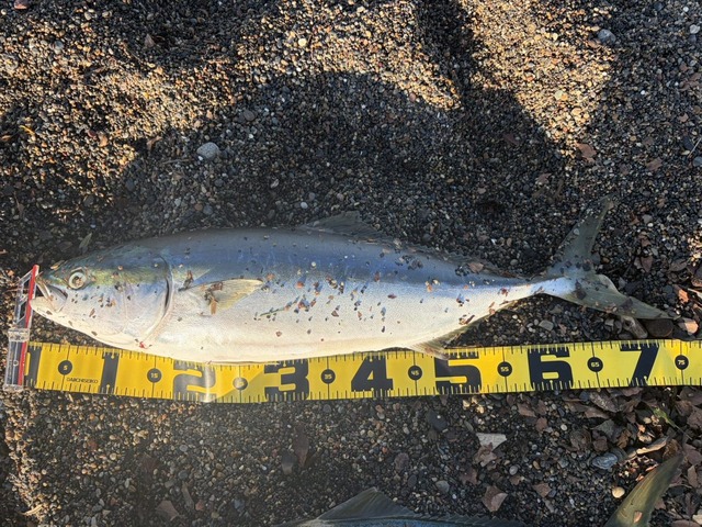 【画像】ルアー釣り始めて2ヶ月やけど大物釣れた！ | 【画像】ルアー釣り始めて2ヶ月やけど大物釣れた！ | 【画像】ルアー釣り始めて2ヶ月やけど大物釣れた！ | 【画像】ルアー釣り始めて2ヶ月やけど大物釣れた！ | やっちまった速報(画像05010425807011_4)